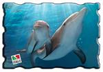 Lekalamitiche Ecocrystal Delfini